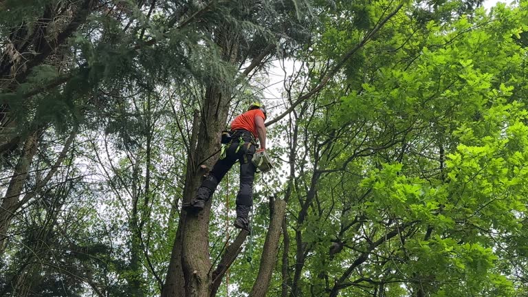 How Our Tree Care Process Works  in Chester, PA